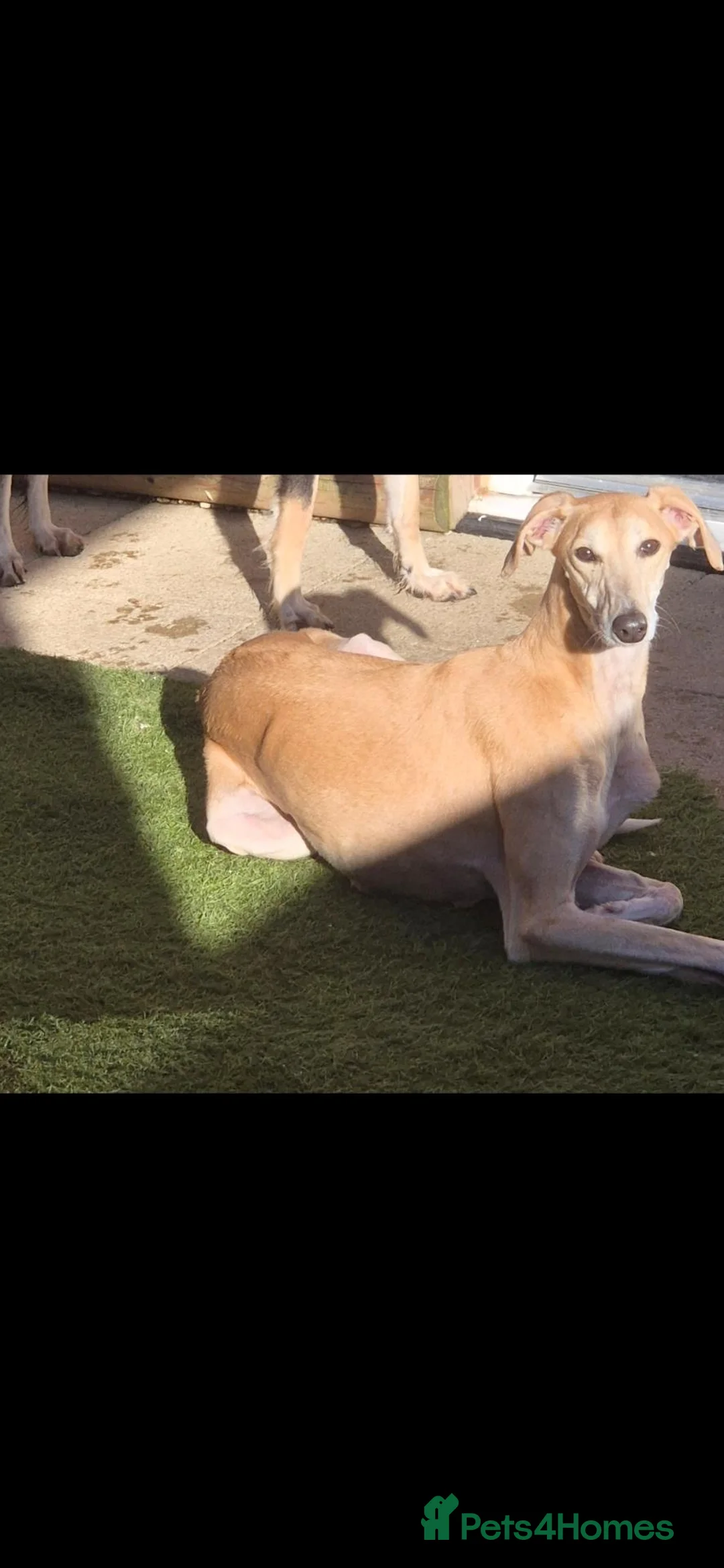 Mixed Breed dogs for sale: Saluki whippet x weaton greyhound - Advert 1