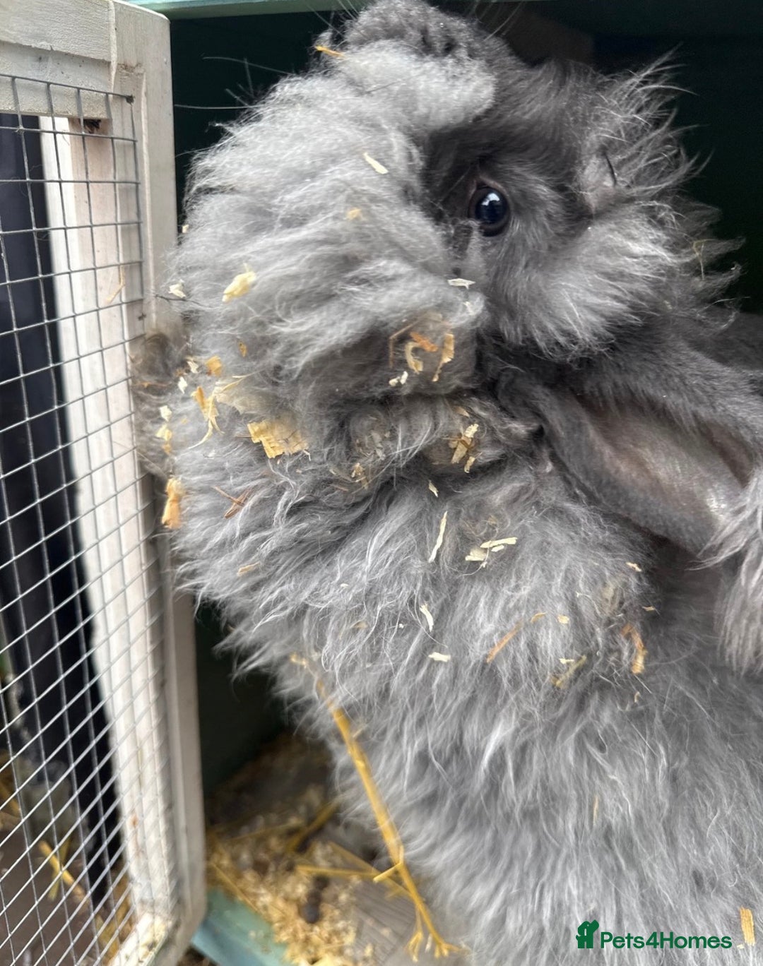 Angora rabbits for sale: male angora rabbits for sale  - Advert 3