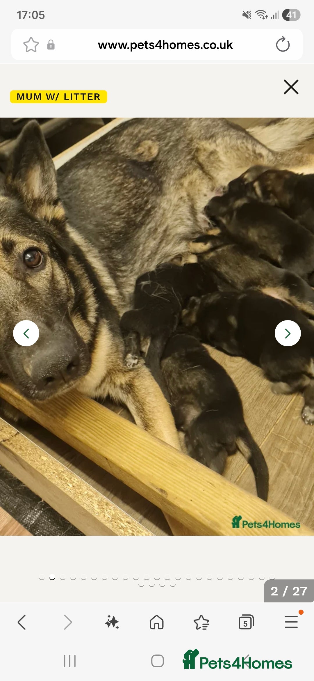 German Shepherd dogs for sale: German Shepered Longhaired Girl Large - Advert 7