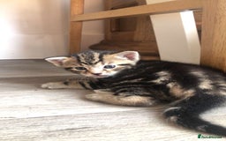 Mixed Breed cats for sale: Kittens for sale  - Image 9