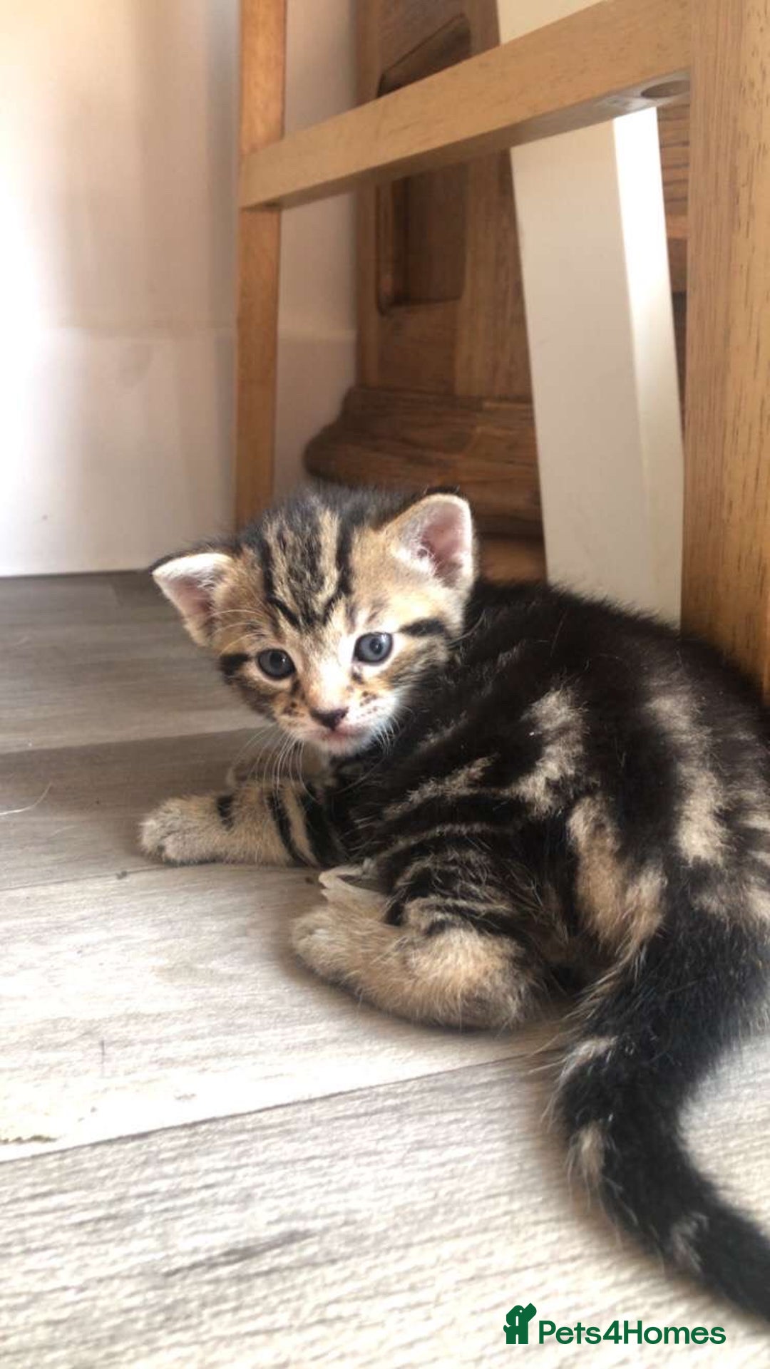 Mixed Breed cats for sale: Kittens for sale  - Image 9
