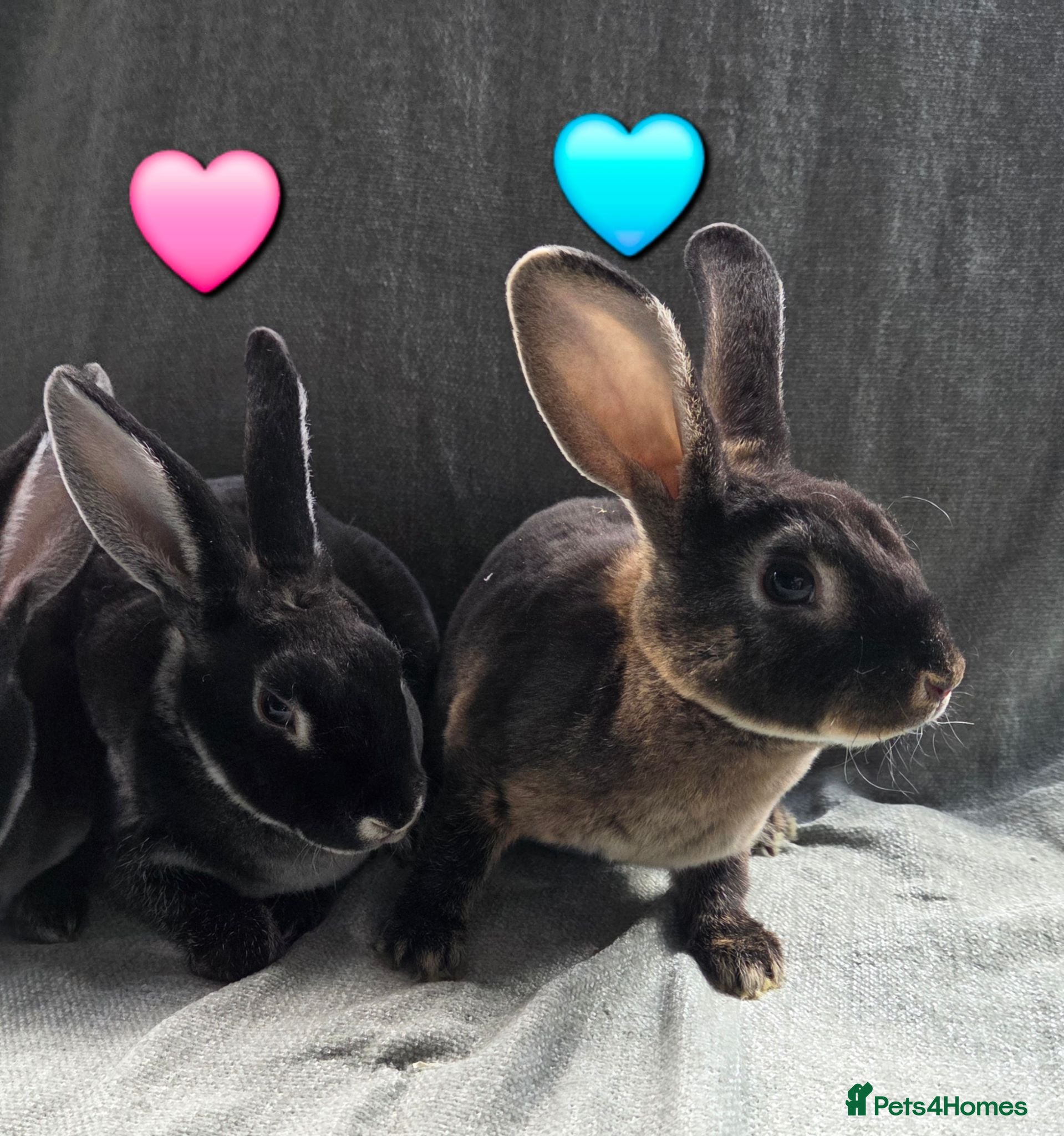 Rex rabbits Super Tame UNRELATED Velvet Mini Rex 1 🩷& 1 🩵   - Advert 2