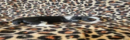Yorkshire Terrier dogs for sale: DNA tested parents Biewer and Ocean Pearl puppies - Advert 16