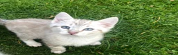 British Shorthair cats for sale: Gorgeous blue-eyed kitten looking for a  new home  - Advert 1