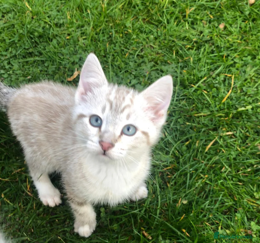 British Shorthair cats for sale: Gorgeous blue-eyed kitten looking for a  new home  - Advert 1