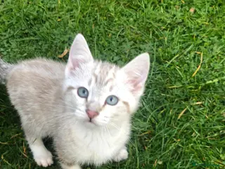 British Shorthair cats Gorgeous blue-eyed kitten looking for a new home - Advert 12