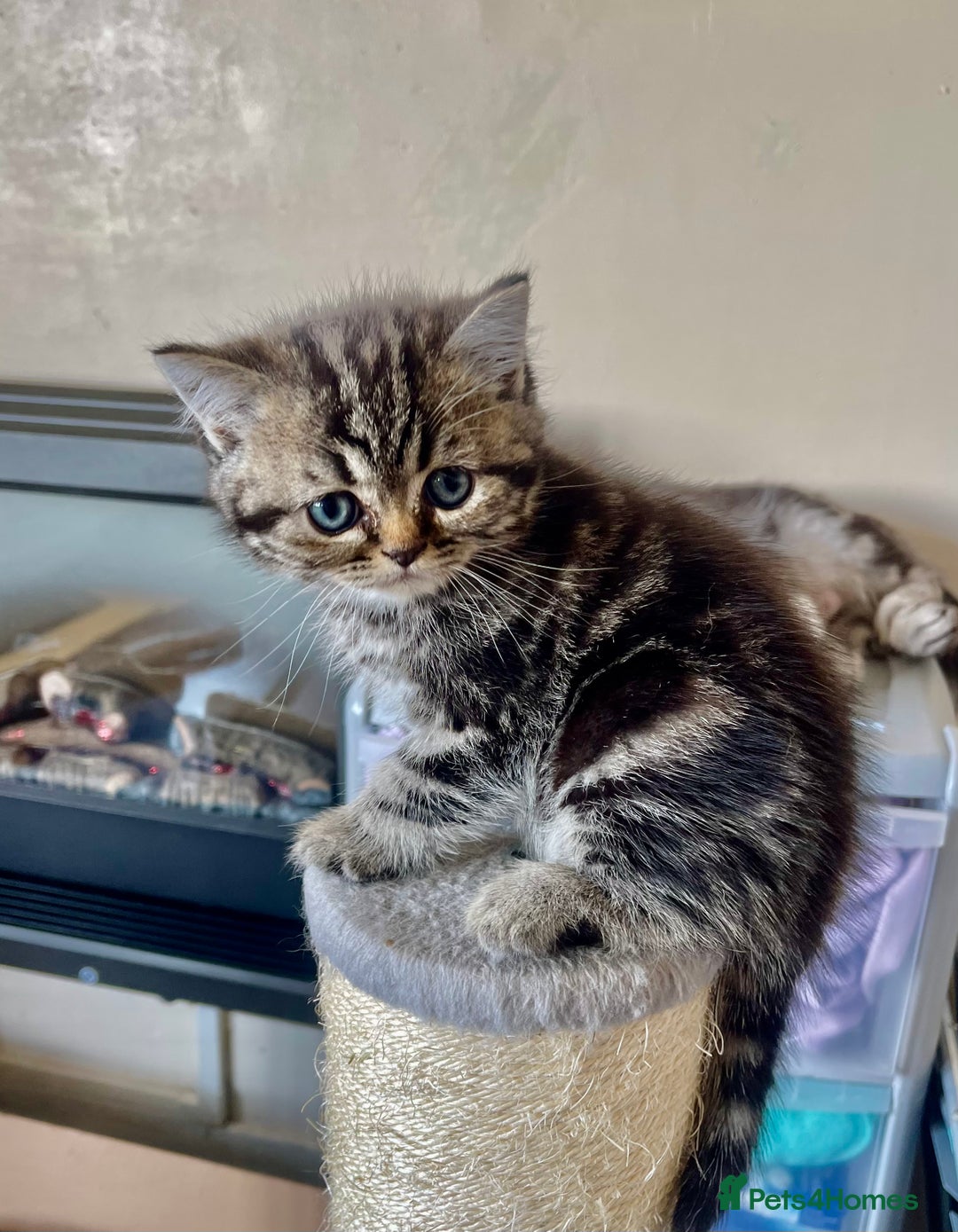 British Shorthair cats for sale: BSH. Silver/Brown Tabby kitten. - Image 3