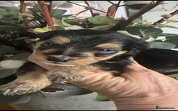 Jackapoo dogs for sale: Stunning Jackapoo pups  - Image 1