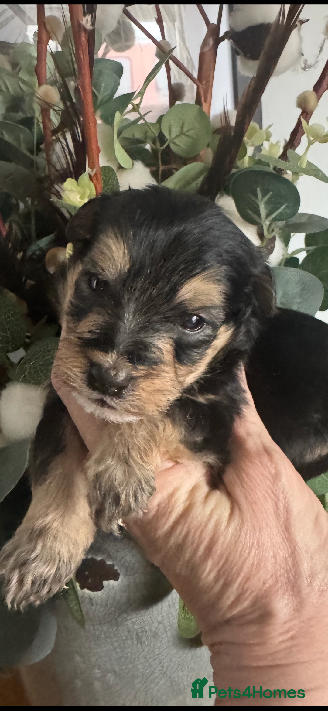 Jackapoo dogs for sale: Stunning Jackapoo pups  - Image 1