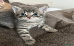 Mixed Breed cats for sale: Beautiful Kittens for sale - Image 2