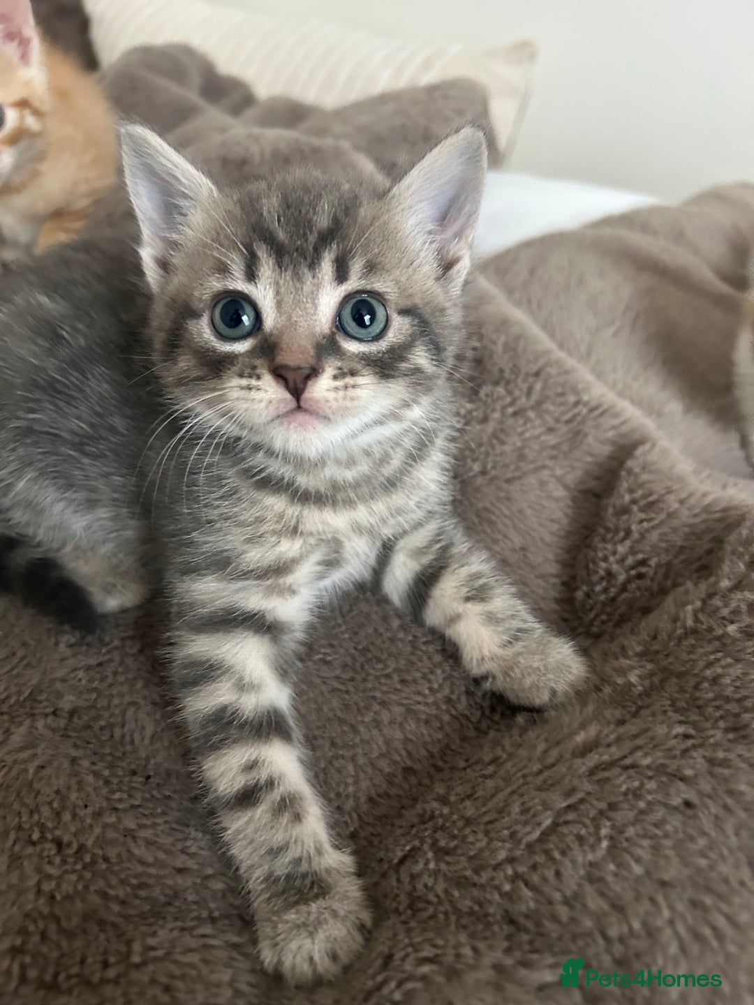 Mixed Breed cats for sale: Beautiful Kittens for sale - Image 2