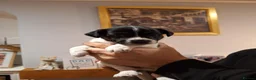 Mixed Breed dogs for sale: Mum jack russell dad jack russell cross dachshund  in Penzance - Advert 2
