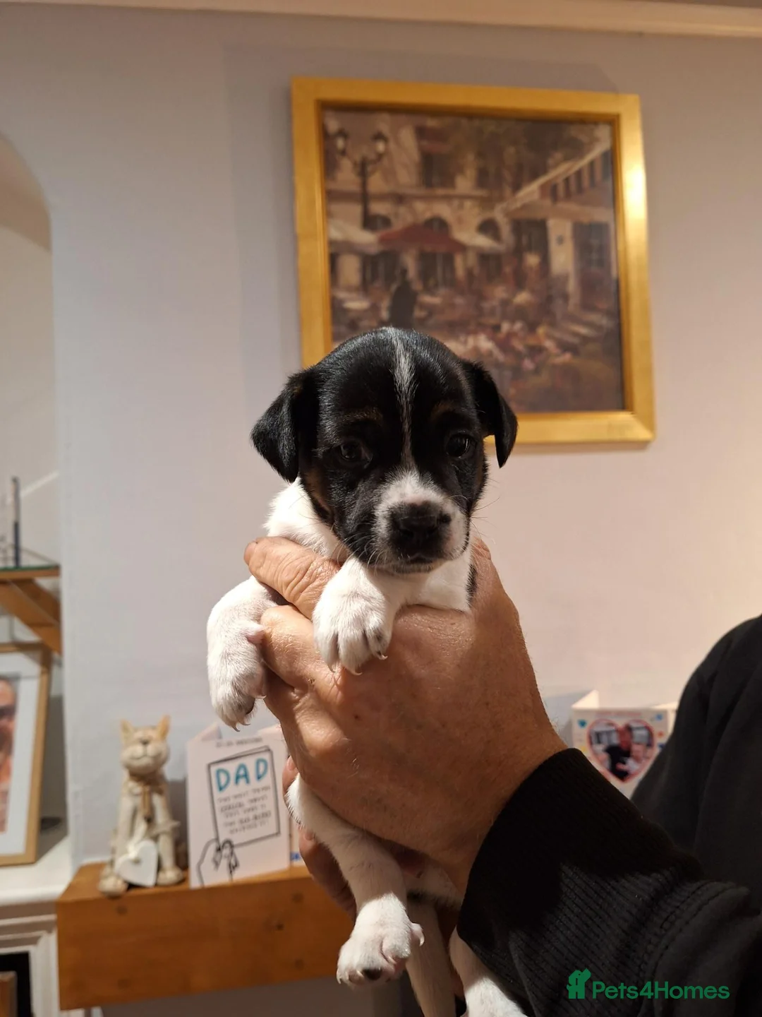 Mixed Breed dogs for sale: Mum jack russell dad jack russell cross dachshund  in Penzance - Advert 2