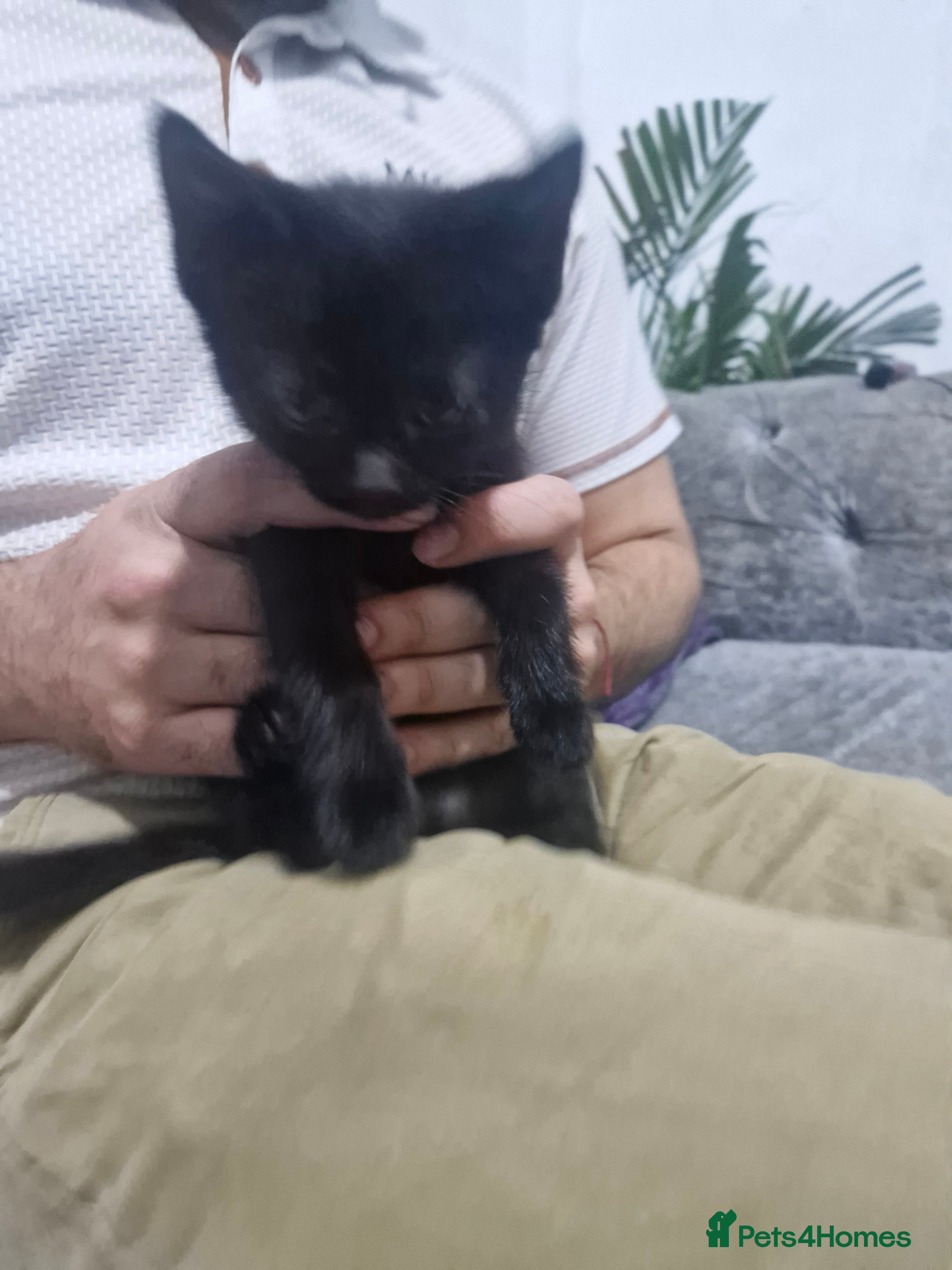 American Shorthair cats American shorhair kittens - Advert 2