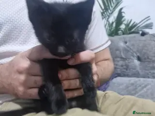 American Shorthair cats American shorhair kittens - Advert 2