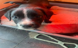 Mixed Breed dogs for sale: Aussie shepherd/staffy - Image 11