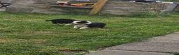 Border Collie dogs for sale: Two beautiful boys available boarder collie pups - Advert 4