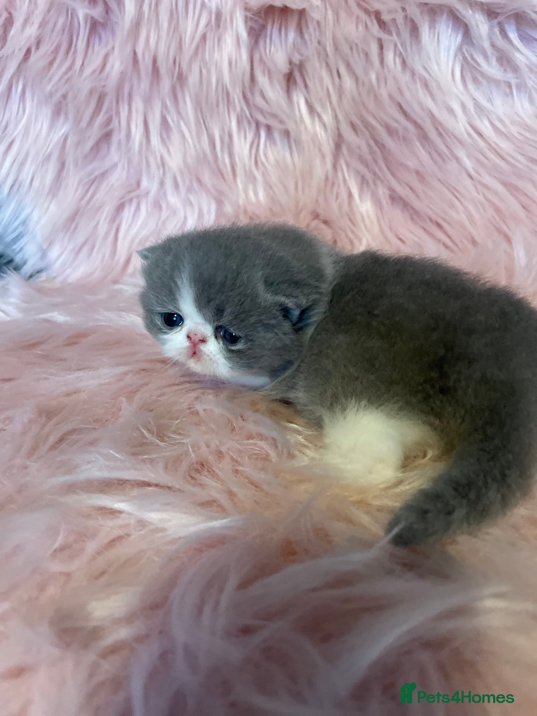 Exotic cats for sale: 🔥GCCF EXOTIC KITTENS READY DECEMBER  **  - Image 5