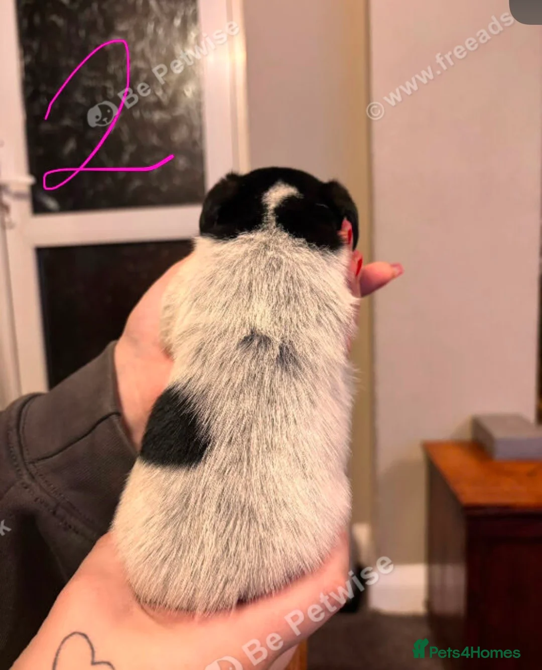 Jack Russell dogs for sale: Jack Russell puppies last 3  - Advert 5