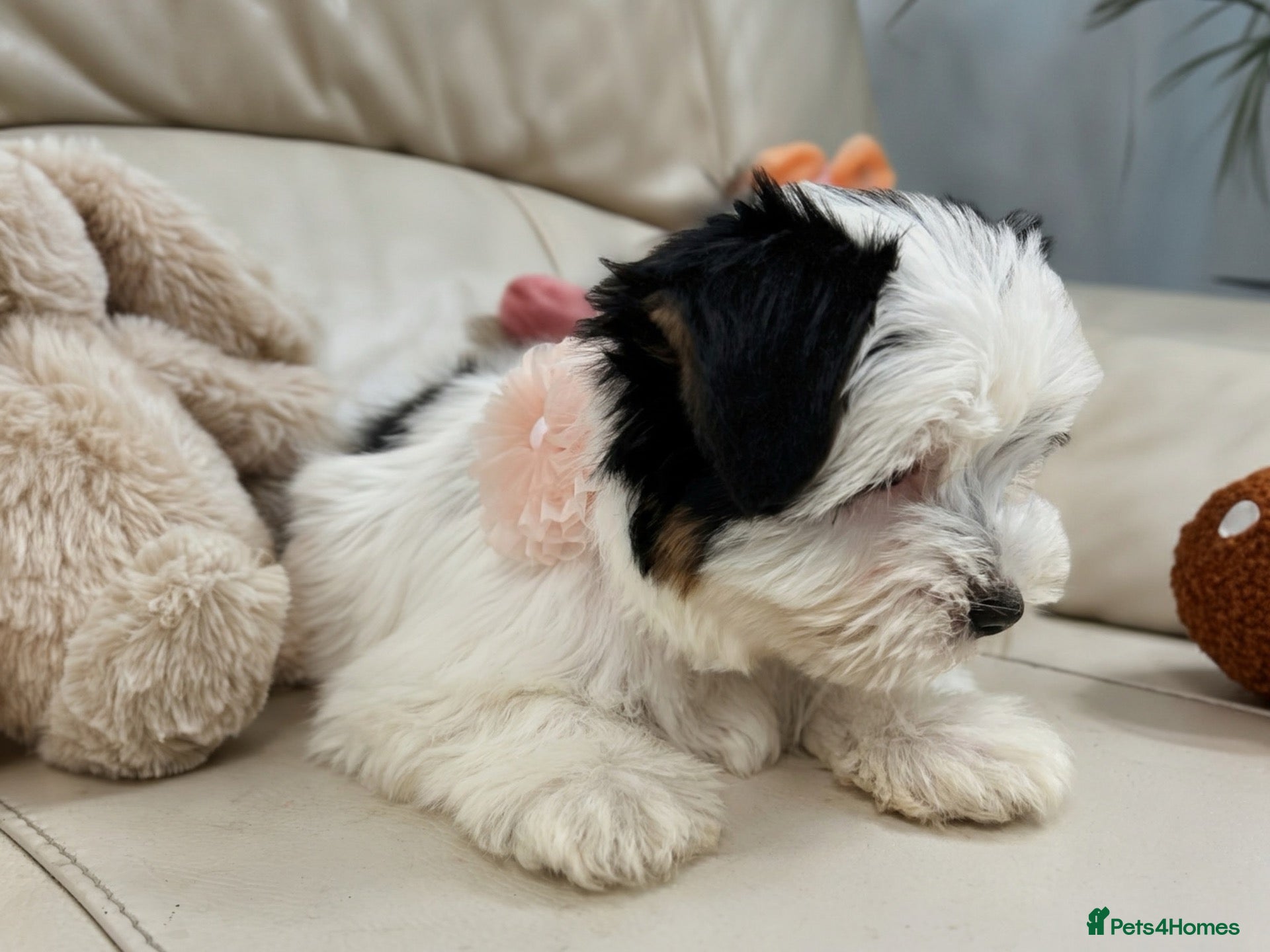 Biewer Terrier dogs 🩶🤍PEDIGREE BIEWER-BIRO DNA tested 18 Gen pup's🐶 - Advert 2