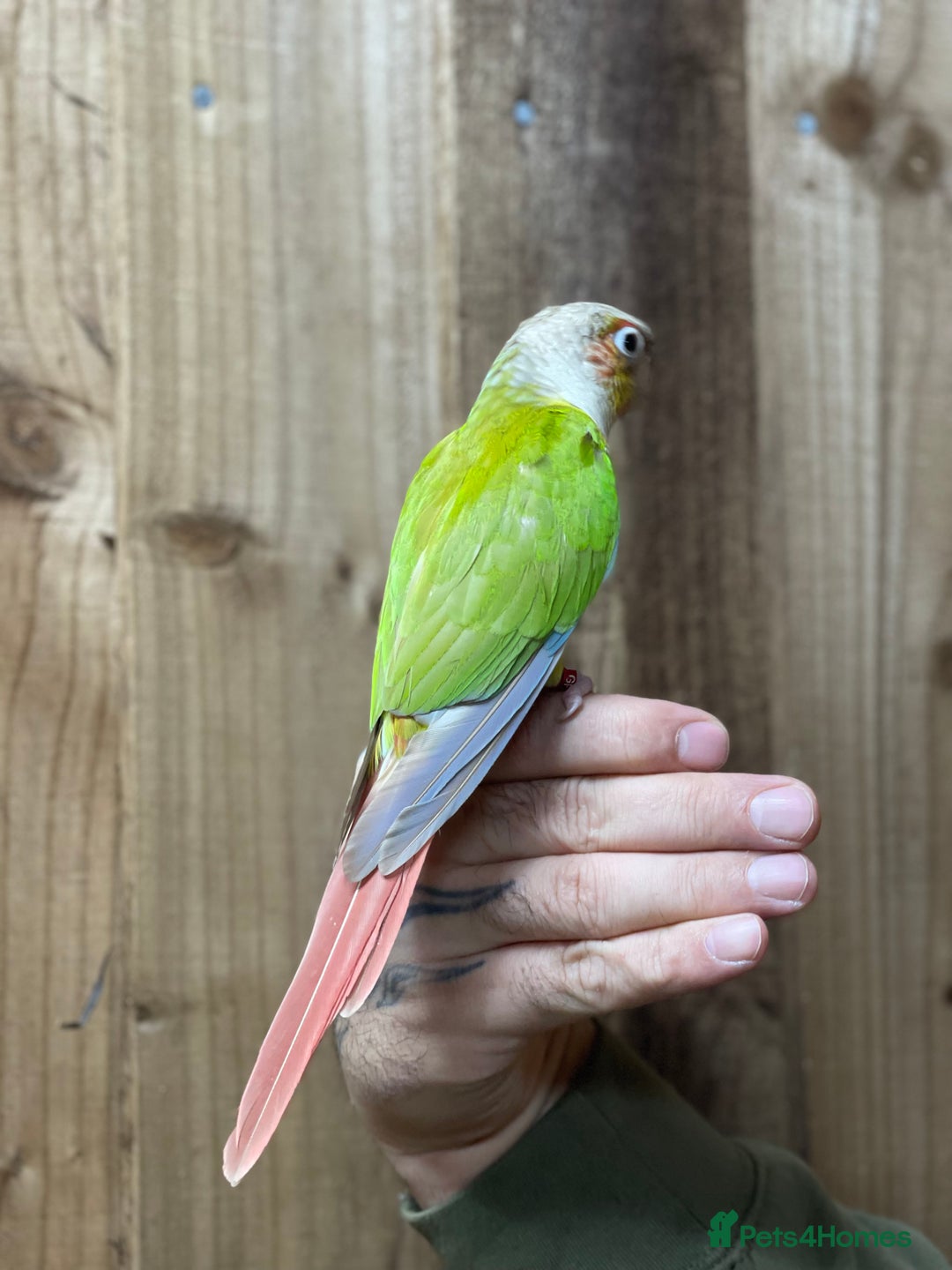 Conures birds for sale: Baby Pineapple conure  - Advert 7