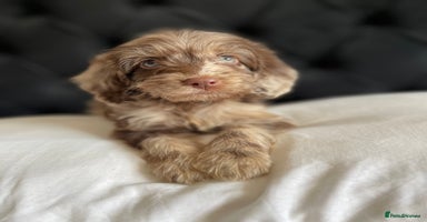 Cockapoo dogs - Advert 2