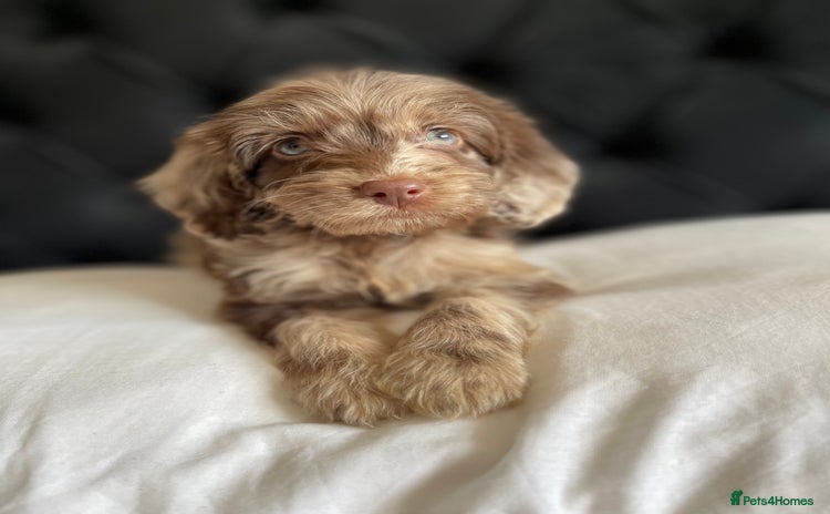 Cockapoo dogs - Advert 8