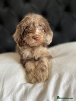 Cockapoo dogs - Advert 2