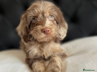 Cockapoo dogs - Advert 11