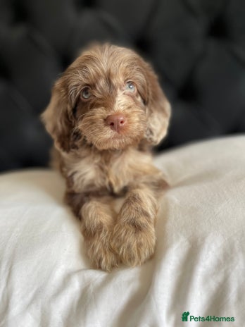 Cockapoo dogs - Advert 8