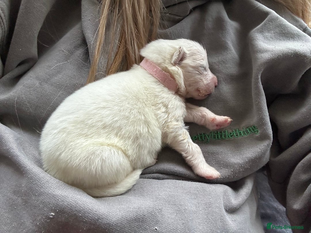 Samoyed dogs for sale: Adorable Samoyed puppies available to reserve!  - Advert 19