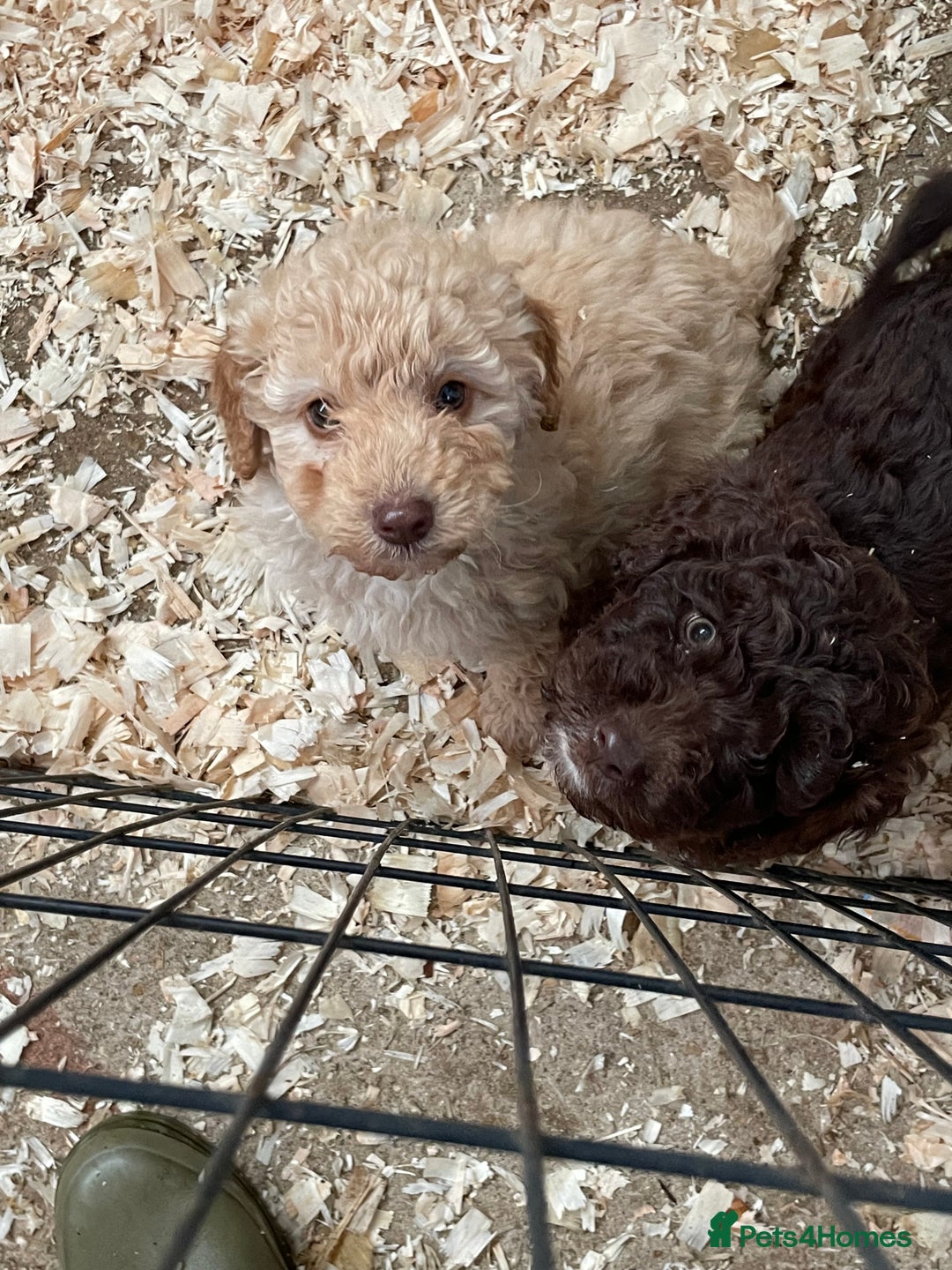 Cockapoo dogs for sale: 3 gorgeous boys ready for their homes    - Advert 5