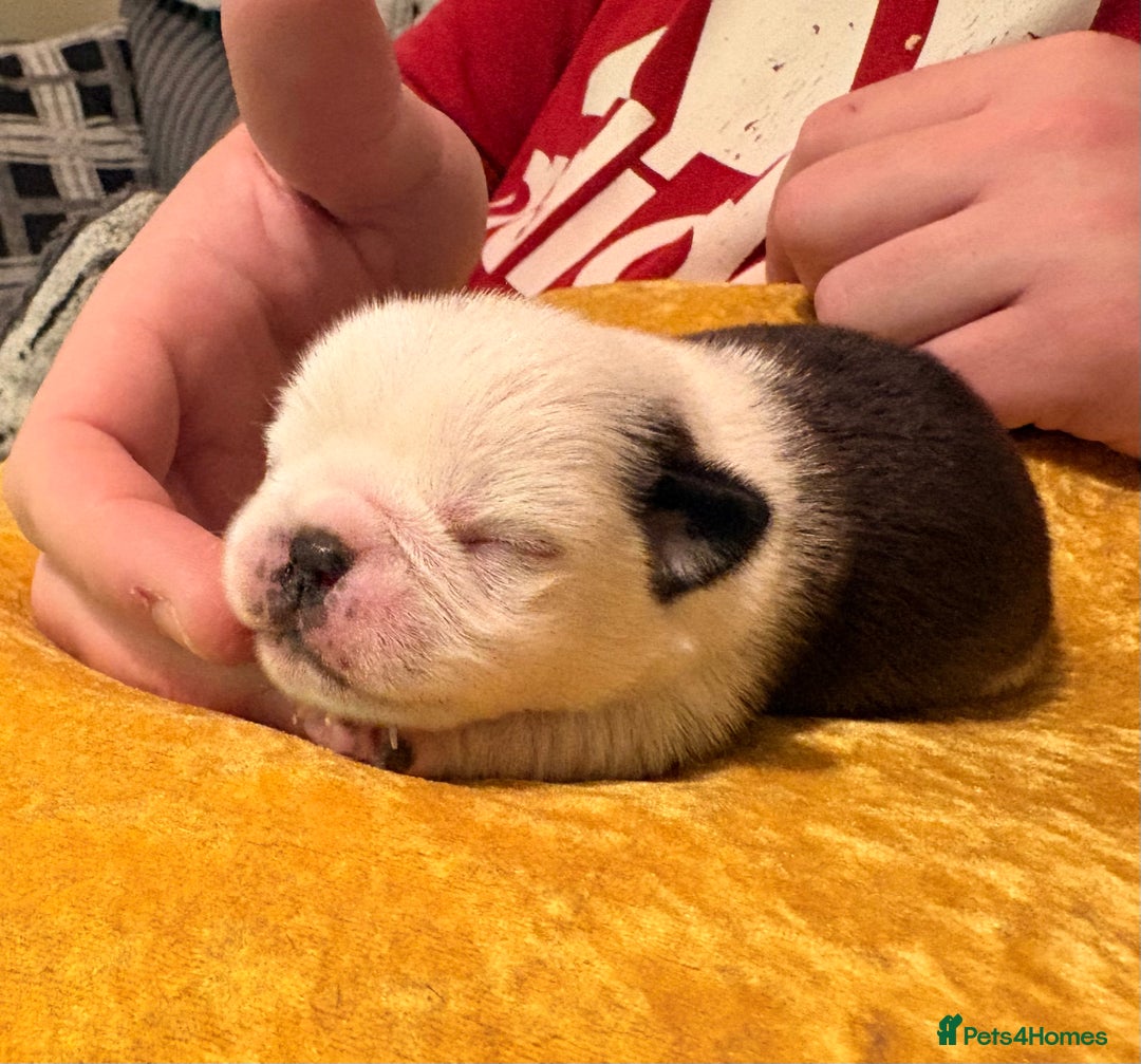 Jug dogs for sale: Amazing Jug Puppies - Image 7