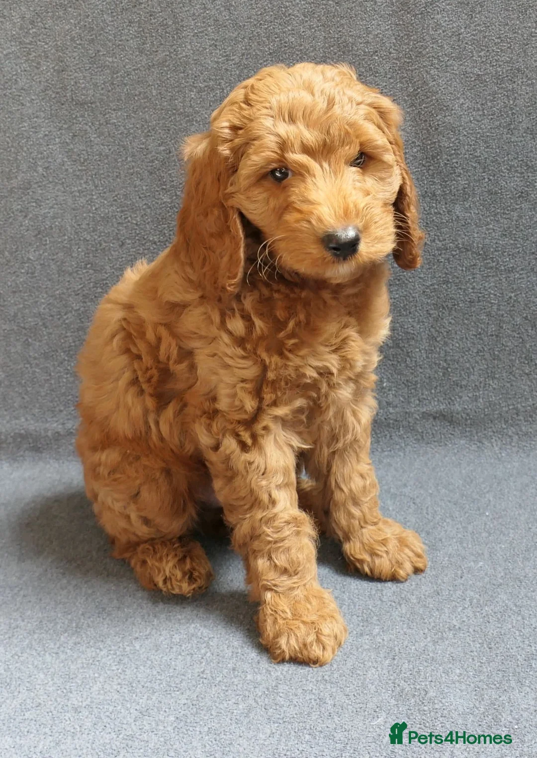 Cockapoo dogs for sale: FULLY HEALTH TESTED COCKAPOOS - Advert 2