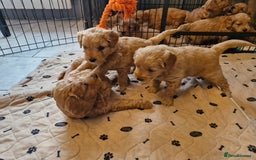 Mini Goldendoodle dogs for sale: F1 Miniature Goldendoodle for sale  - Image 3