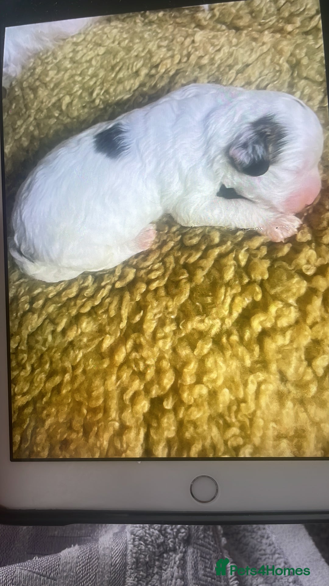 Cockapoo dogs for sale: F1b cockapoo puppies  - Image 8