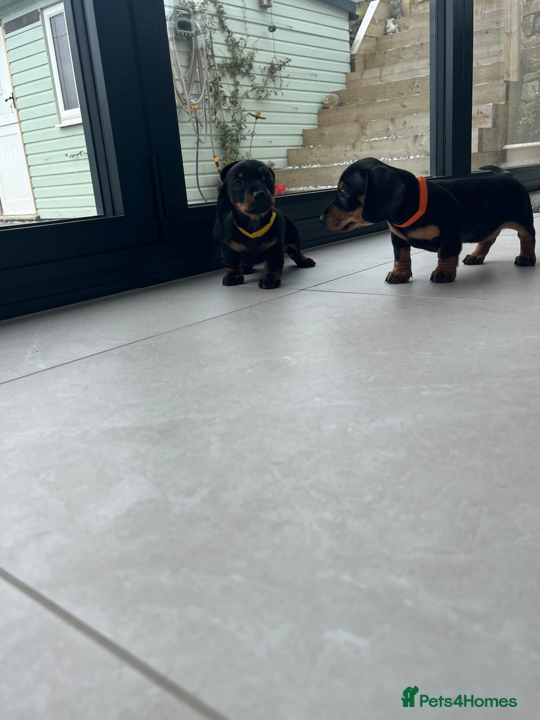 Miniature Dachshund dogs for sale: One beautiful Beautiful girl left  💜🐶  - Image 29