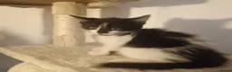 American Shorthair cats for sale: 6 gorgeous mix breed kittens  - Advert 4