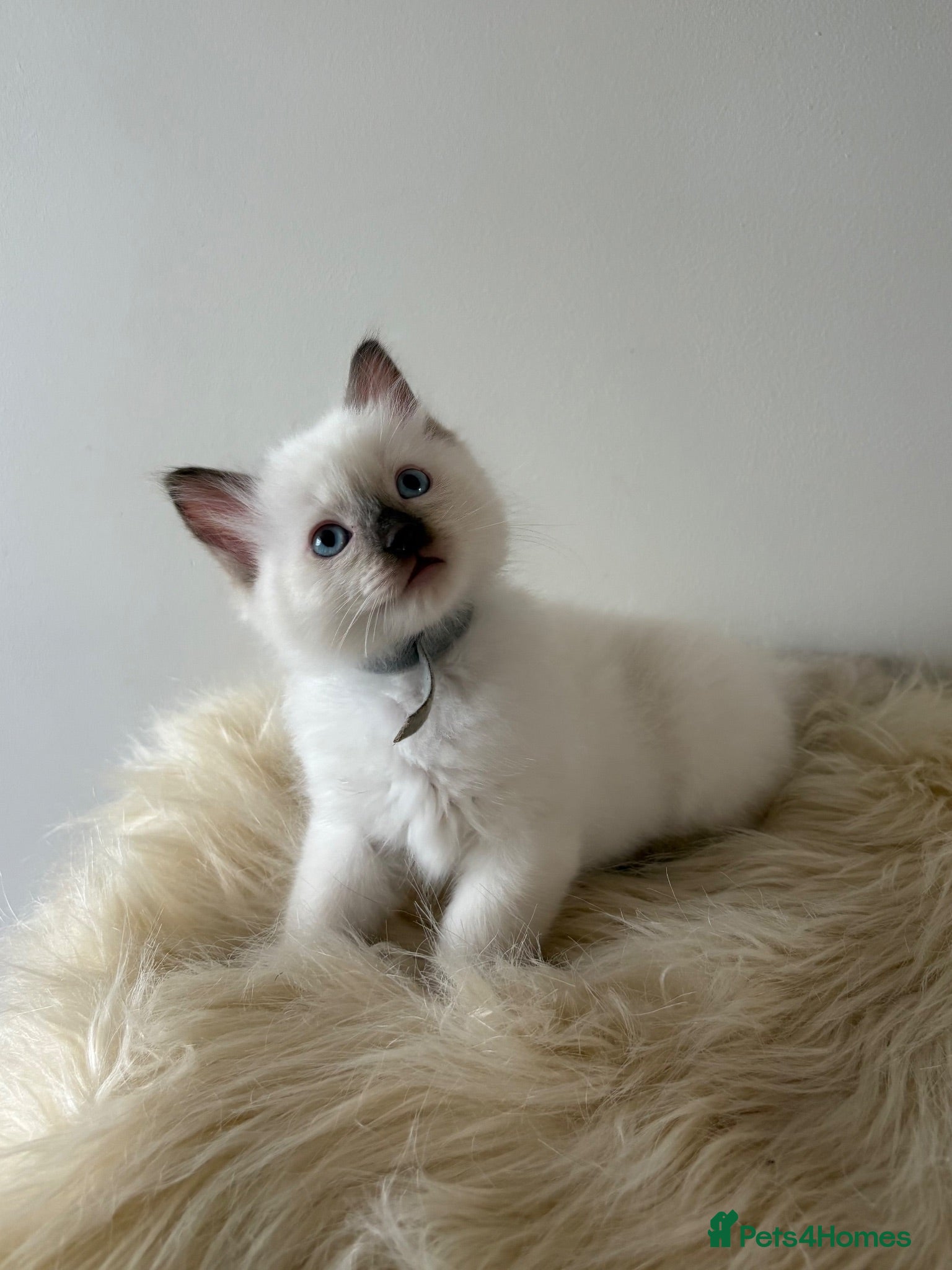 Ragdoll cats Beautiful Male Ragdoll Kitten - Advert 8