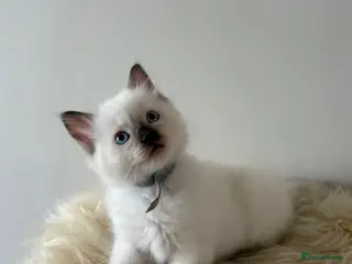 Ragdoll cats Beautiful Male Ragdoll Kitten - Advert 8