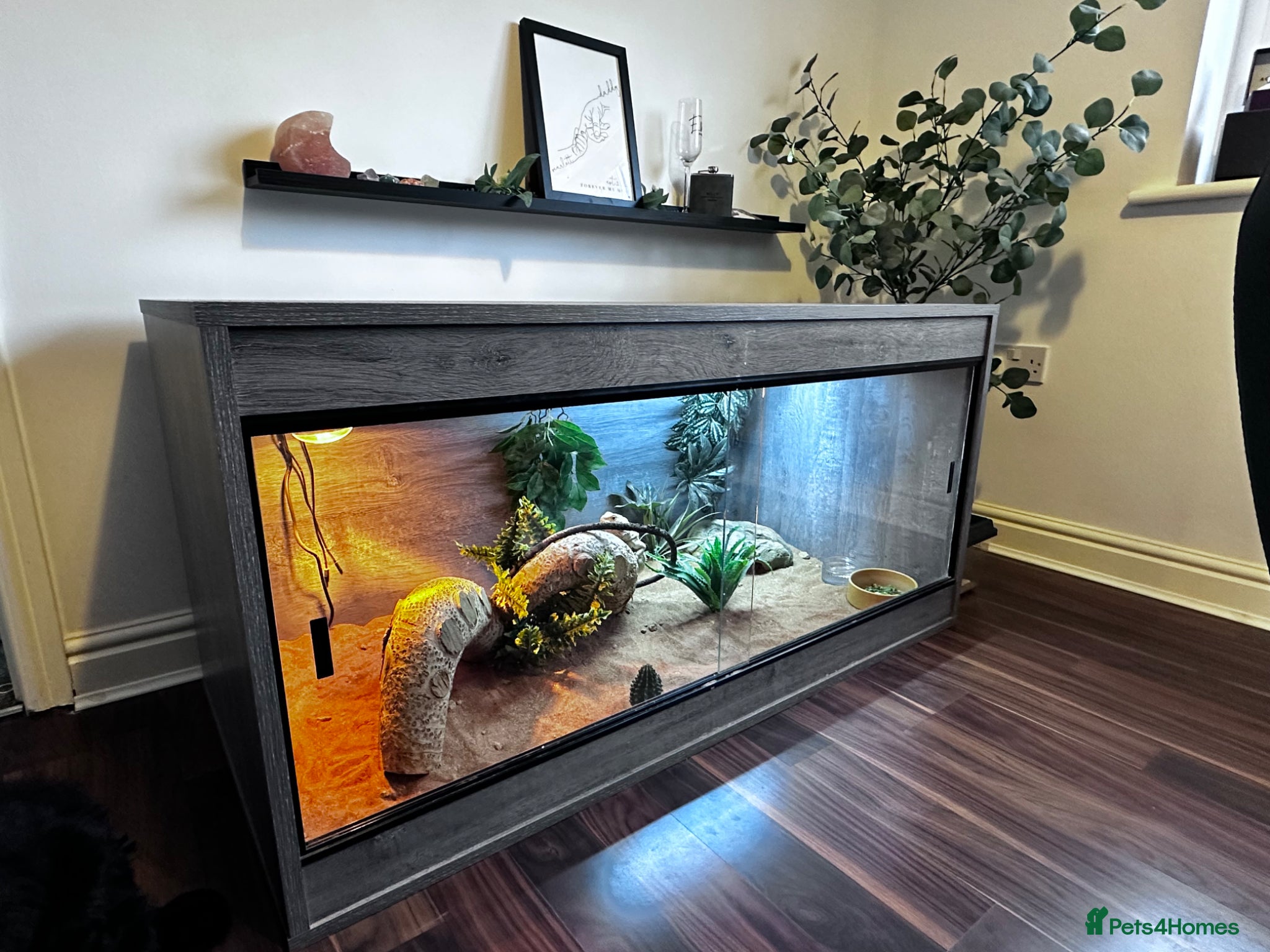 Bearded Dragon reptiles 18 month old - Bearded Dragon  - Advert 1