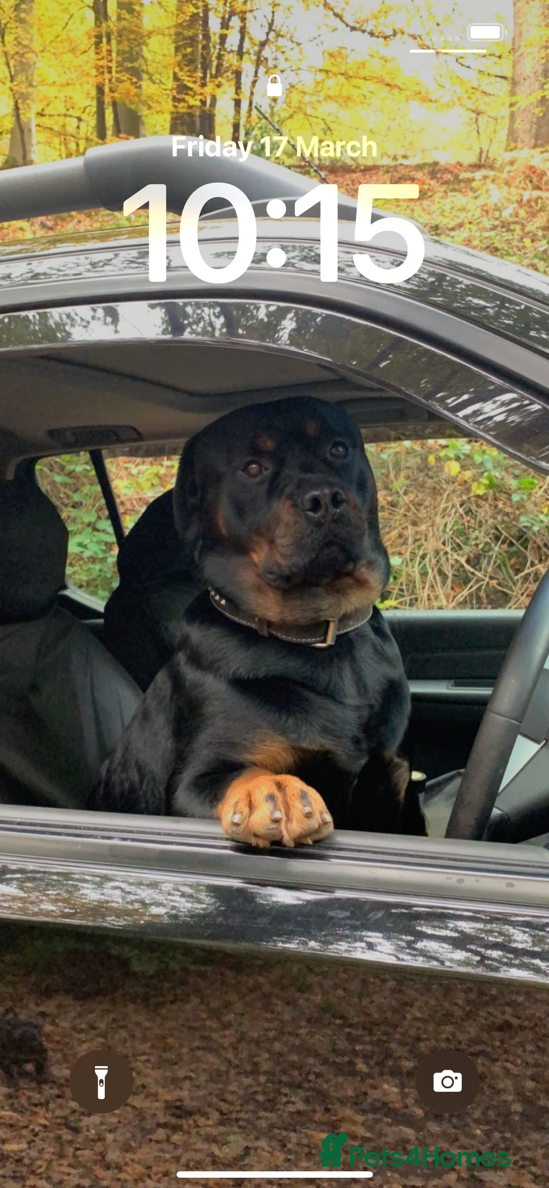 Rottweiler dogs for stud: Ralph the Rottweiler🔥 - Image 12
