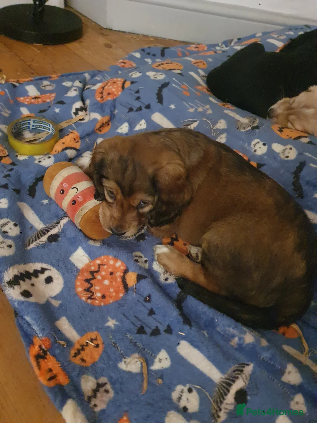 Mixed Breed dogs for sale: Gorgeous puppies for sale - Advert 6