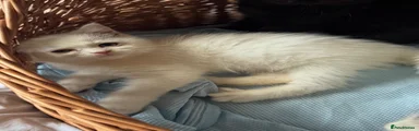 British Shorthair 5