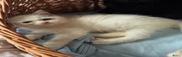British Shorthair cats for sale: Beautiful Pedigree British Shorthair Kittens in Rochester - Advert 12