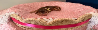 Cocker Spaniel Puppy 5