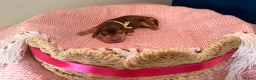 Cocker Spaniel dogs for sale: Outstanding KC registered Cocker Spaniel Puppies  - Advert 32