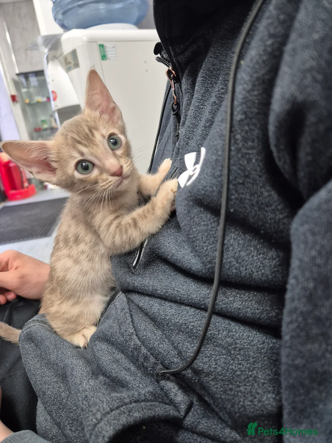 Serengeti cats for sale: Seringetti kittens  - Advert 12