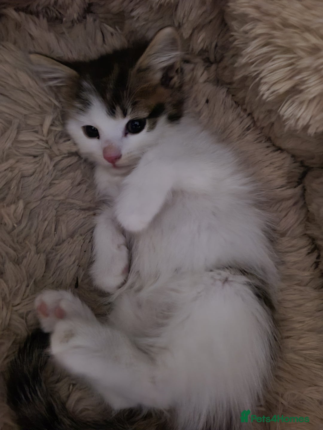 Mixed Breed cats for sale: 4 beautiful kittens  - Advert 3