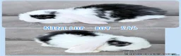 Mini Lop rabbits for sale: Mini Lop Rabbits - Advert 11